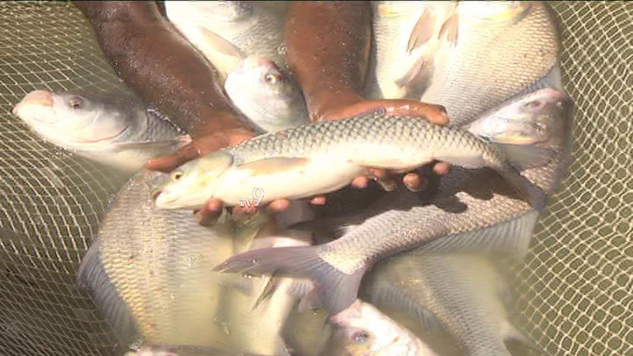 ಬಯಲು ಸೀಮೆಯಲ್ಲಿ ಮೀನಿನ ಕೃಷಿಯ ಮಾಯೆ..! ಬಯಲು ಸೀಮೆಯಲ್ಲಿ ಮೀನಿನ ಕೃಷಿಯ ಮಾಯೆ..!