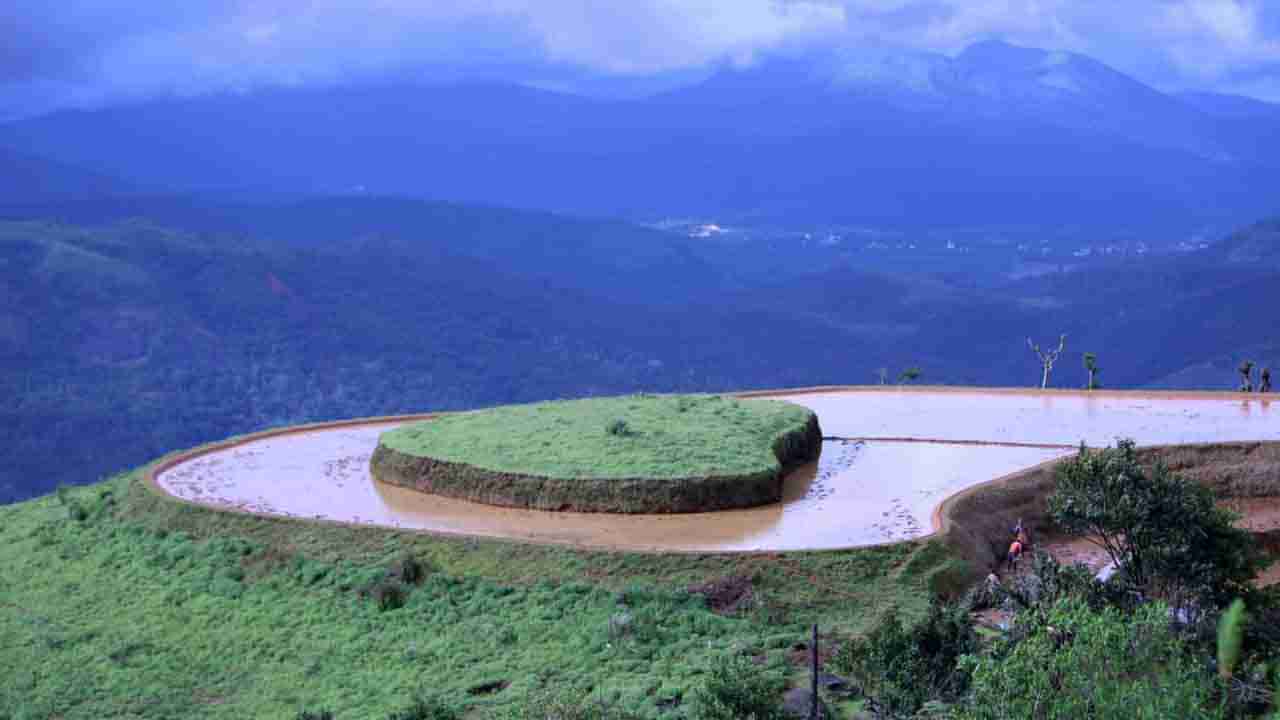 ಗುಡ್ಡದ ಮೇಲಿದೆ ಹೃದಯಾಕಾರದ ಹಸಿರು ಗದ್ದೆ.. ಅದೀಗ ಪ್ರವಾಸಿಗರ ಹಾರ್ಟ್ ಸ್ಪಾಟ್! ಎಲ್ಲಿ?