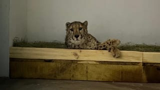 ಛೀ ಪಾಪಿಗಳು.. ಮೃತ ಮಹಿಳೆಯ ಚಿನ್ನದ ಸರ ಕೂಡಾ ಬಿಡಲಿಲ್ಲ