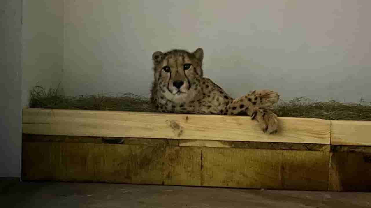 ಮೈಸೂರು ಮೃಗಾಲಯಕ್ಕೆ ಆಫ್ರಿಕಾದಿಂದ ಬಂದ ಹೊಸ ಅತಿಥಿ