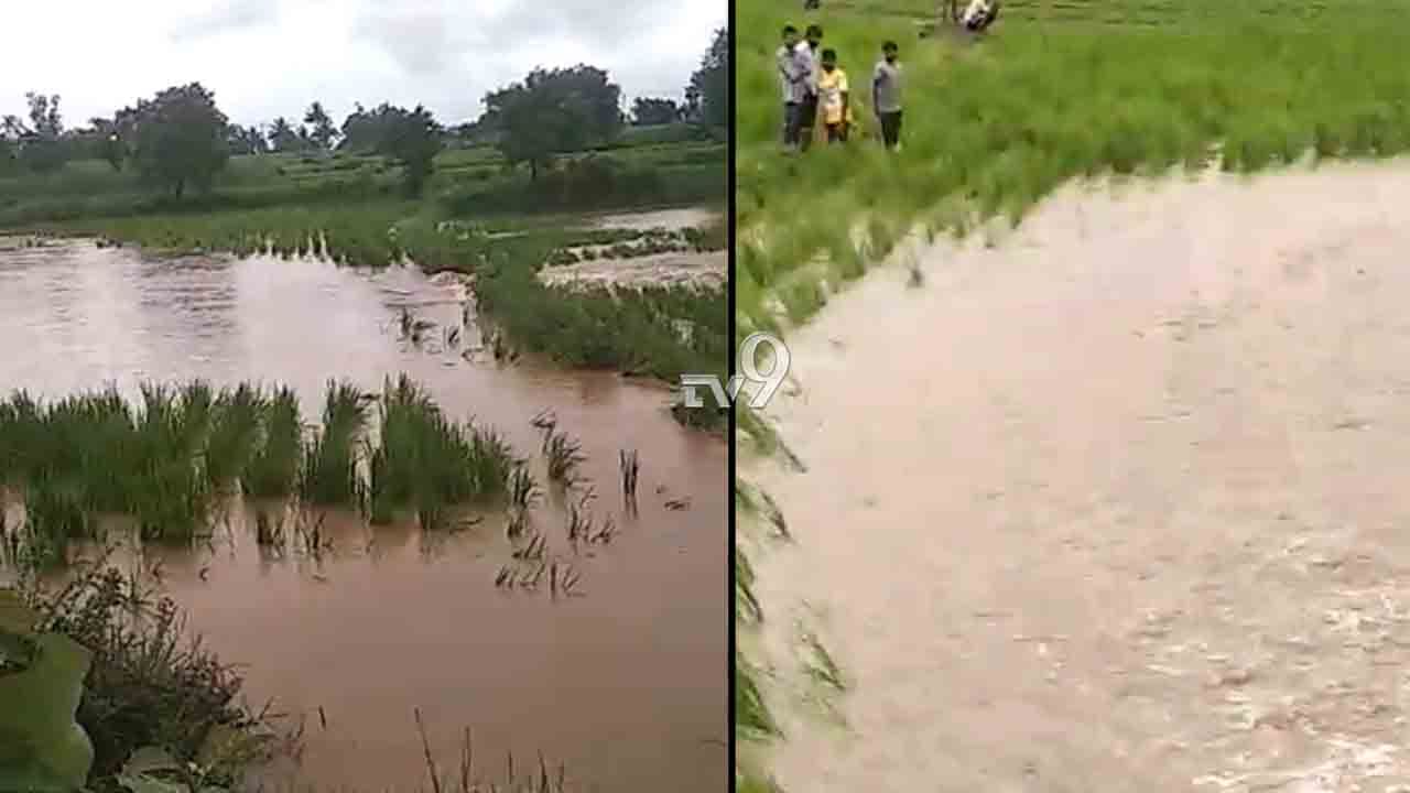 ಉಕ್ಕಿ ಹರಿದ ಮಾರ್ಕಂಡೇಯ ನದಿ: ನೂರಾರು ಎಕರೆ ಜಮೀನು ಜಲಾವೃತ ಉಕ್ಕಿ ಹರಿದ ಮಾರ್ಕಂಡೇಯ ನದಿ: ನೂರಾರು ಎಕರೆ ಜಮೀನು ಜಲಾವೃತ