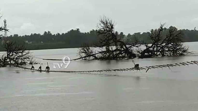 Operation ‘ರಾಮಸೇತು’ ಸಕ್ಸಸ್... ಪ್ರವಾಹದಲ್ಲಿ ಸಿಲುಕಿದ್ದ 64 ಮಂಗಗಳ ರಕ್ಷಣೆ