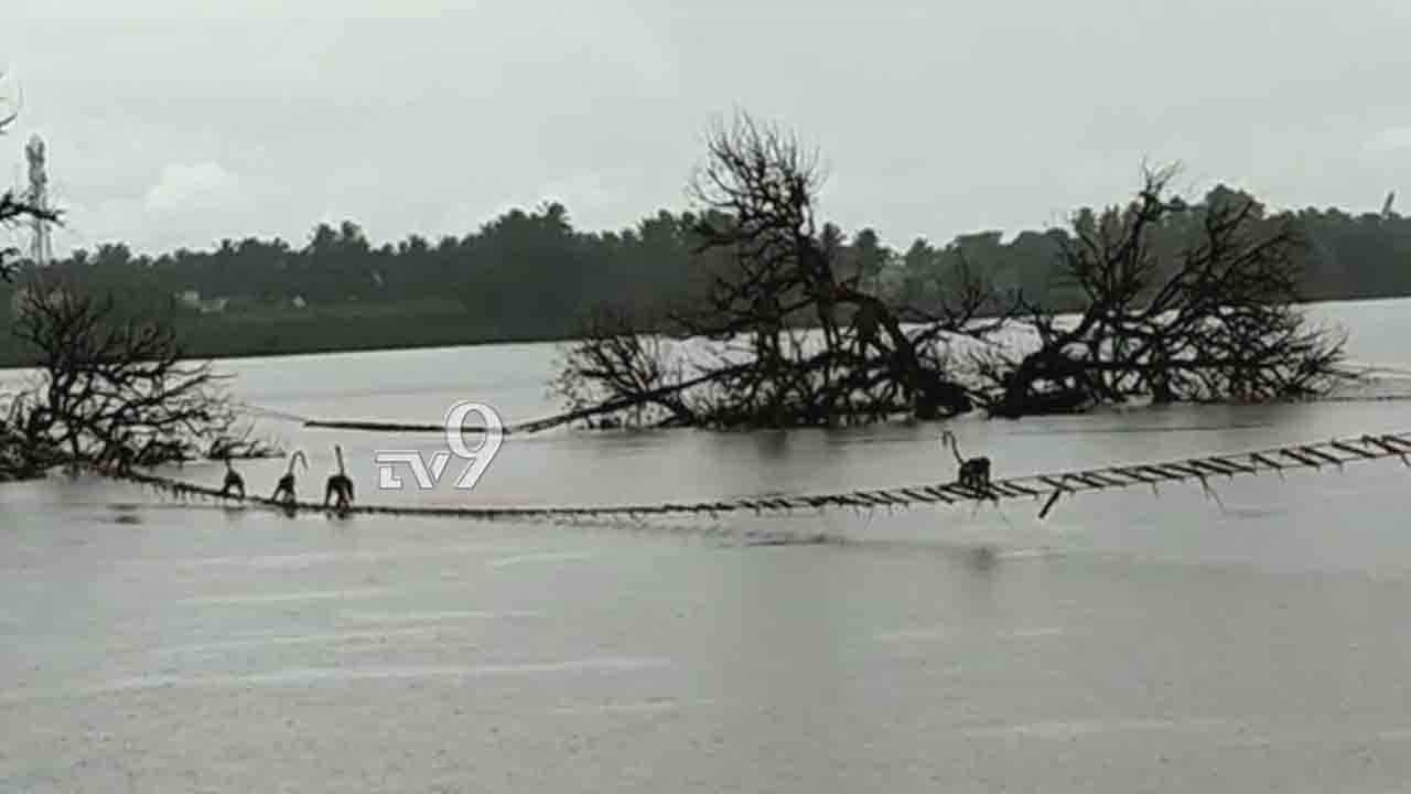 Operation ‘ರಾಮಸೇತು’ ಸಕ್ಸಸ್​... ಪ್ರವಾಹದಲ್ಲಿ ಸಿಲುಕಿದ್ದ 64 ಮಂಗಗಳ ರಕ್ಷಣೆ