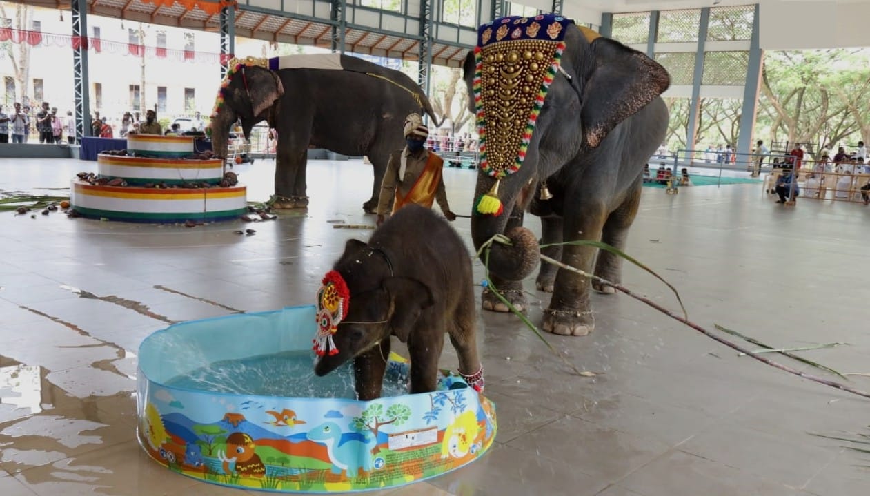 ಧರ್ಮಸ್ಥಳ ಮಂಜುನಾಥನ ಸನ್ನಿಧಿಯಲ್ಲಿ ಜನಿಸಿದ ಆನೆ ಮರಿಗೆ ನಾಮಕರಣ ಧರ್ಮಸ್ಥಳ ಮಂಜುನಾಥನ ಸನ್ನಿಧಿಯಲ್ಲಿ ಜನಿಸಿದ ಆನೆ ಮರಿಗೆ ನಾಮಕರಣ