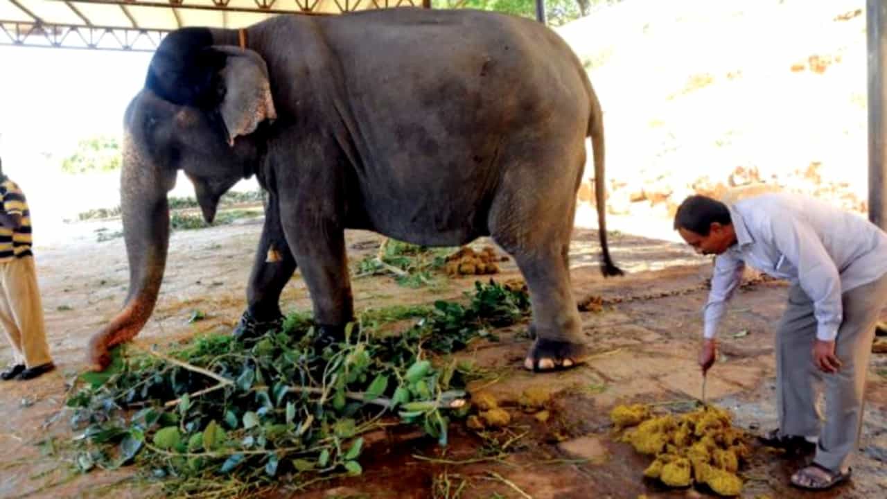 ‘ಆನೆ ಲದ್ದಿಯಿಂದ ಕೊರೊನಾ ಗುಣವಾಗುತ್ತೆ’ ಎಂಬ ವದಂತಿ ಕೇಳಿ ಜನ ಏನು ಮಾಡಿದ್ರು ಗೊತ್ತಾ!? ‘ಆನೆ ಲದ್ದಿಯಿಂದ ಕೊರೊನಾ ಗುಣವಾಗುತ್ತೆ’ ಎಂಬ ವದಂತಿ ಕೇಳಿ ಜನ ಏನು ಮಾಡಿದ್ರು ಗೊತ್ತಾ!?