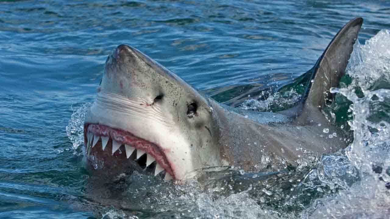 ಹೆಂಡತಿಯನ್ನ ಸಾವಿನ ದವಡೆಯಿಂದ ಉಳಿಸಲು Sharkಗೇ ಗೂಸಾ ಕೊಟ್ಟ ಪತಿರಾಯ! ಹೆಂಡತಿಯನ್ನ ಸಾವಿನ ದವಡೆಯಿಂದ ಉಳಿಸಲು Sharkಗೇ ಗೂಸಾ ಕೊಟ್ಟ ಪತಿರಾಯ!
