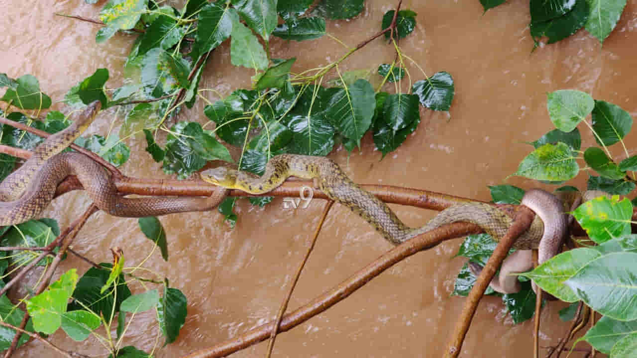 ಸತತ ಮಳೆಗೆ ನದಿಯಲ್ಲಿ ತೆಲಿ ಬಂದು ಹಾವುಗಳಿಗೆ ಮಠದ ಮರಗಳೇ ಆಶ್ರಯ