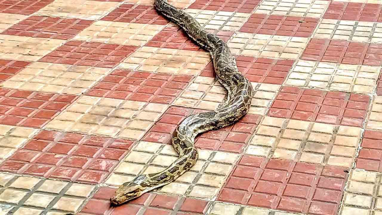 ತಿರುಮಲದಲ್ಲಿ ಕೊಂಬೆಗೆ ಸಿಲುಕಿಕೊಂಡಿದ್ದ 10 ಅಡಿ ಉದ್ದದ ಹೆಬ್ಬಾವು ಕೊನೆಗೂ ಬಚಾವ್ ತಿರುಮಲದಲ್ಲಿ ಕೊಂಬೆಗೆ ಸಿಲುಕಿಕೊಂಡಿದ್ದ 10 ಅಡಿ ಉದ್ದದ ಹೆಬ್ಬಾವು ಕೊನೆಗೂ ಬಚಾವ್