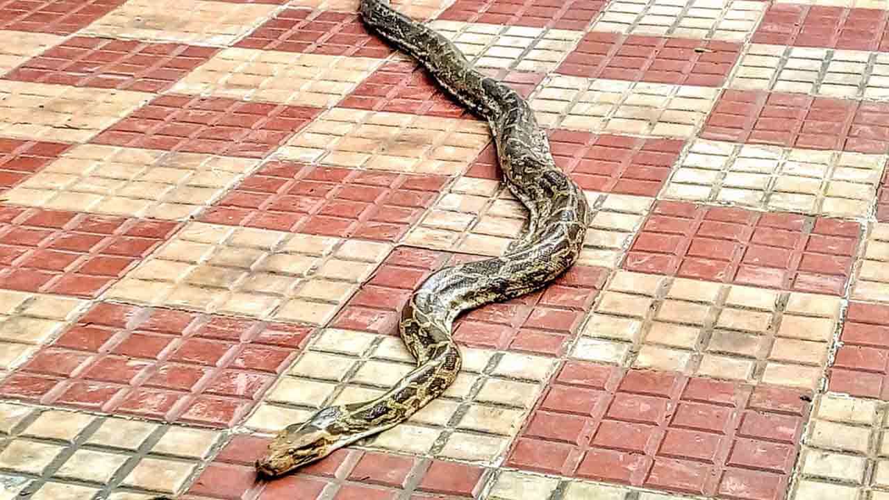 ತಿರುಮಲದಲ್ಲಿ ಕೊಂಬೆಗೆ ಸಿಲುಕಿಕೊಂಡಿದ್ದ 10 ಅಡಿ ಉದ್ದದ ಹೆಬ್ಬಾವು ಕೊನೆಗೂ ಬಚಾವ್ ತಿರುಮಲದಲ್ಲಿ ಕೊಂಬೆಗೆ ಸಿಲುಕಿಕೊಂಡಿದ್ದ 10 ಅಡಿ ಉದ್ದದ ಹೆಬ್ಬಾವು ಕೊನೆಗೂ ಬಚಾವ್