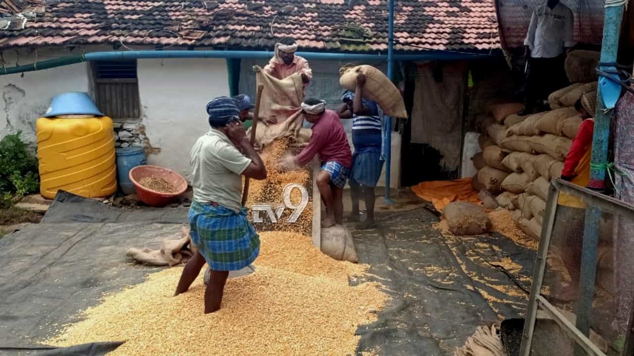 ಹಾಳಾಗುತ್ತಿದೆ ಮೆಕ್ಕೆ ಜೋಳ: ಆದ್ರೆ ರೈತರು ಅದನ್ನು ಮನೆಯಲ್ಲೇ ಇಟ್ಟಿದ್ದು ಯಾಕೆ?