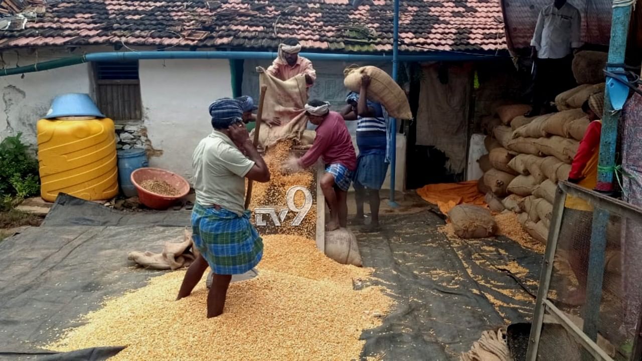 ಹಾಳಾಗುತ್ತಿದೆ ಮೆಕ್ಕೆ ಜೋಳ: ಆದ್ರೆ ರೈತರು ಅದನ್ನು ಮನೆಯಲ್ಲೇ ಇಟ್ಟಿದ್ದು ಯಾಕೆ? ಹಾಳಾಗುತ್ತಿದೆ ಮೆಕ್ಕೆ ಜೋಳ: ಆದ್ರೆ ರೈತರು ಅದನ್ನು ಮನೆಯಲ್ಲೇ ಇಟ್ಟಿದ್ದು ಯಾಕೆ?