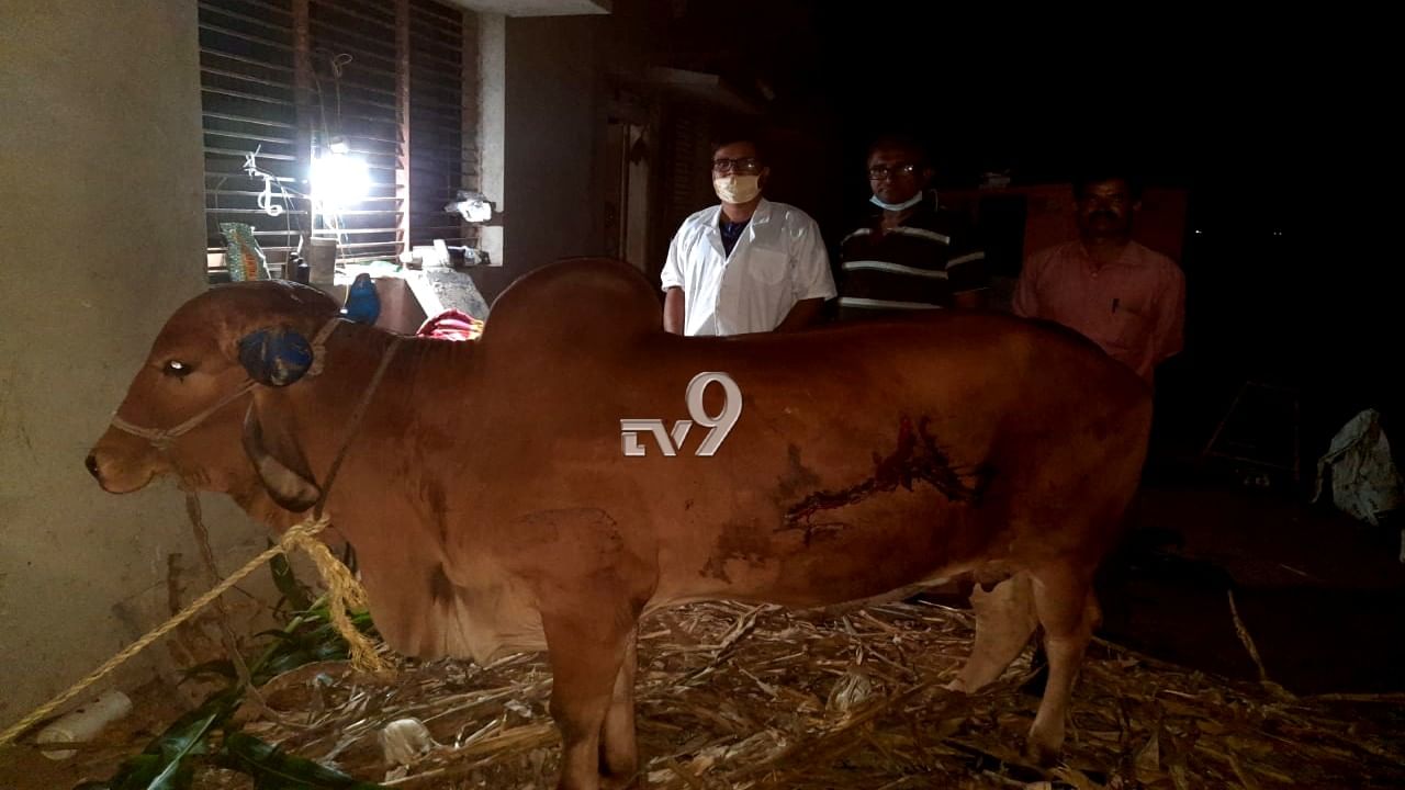 ಅಪಘಾತ: ಭೀಕರವಾಗಿ ಗಾಯಗೊಂಡ ಗಿರ್ ಹಸುವಿಗೆ ಪುನರ್ಜನ್ಮ ನೀಡಿದ ವೈದ್ಯ ತಂಡ