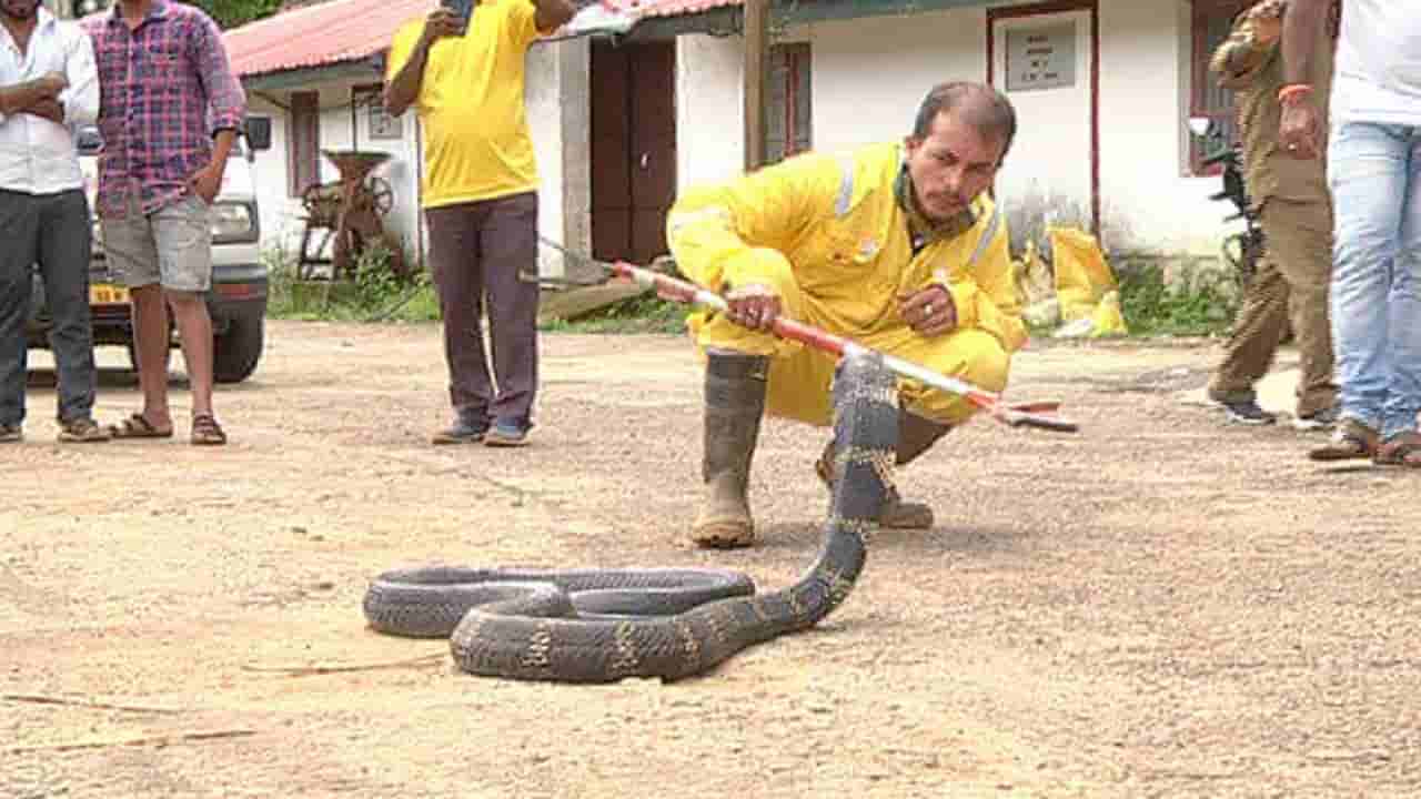 13 ಅಡಿ ಉದ್ದದ ಕಾಳಿಂಗನ ನರ್ತನಕ್ಕೆ Tea ಎಸ್ಟೇಟ್ ಕಾರ್ಮಿಕರು ಢವಢವ, ಎಲ್ಲಿ?