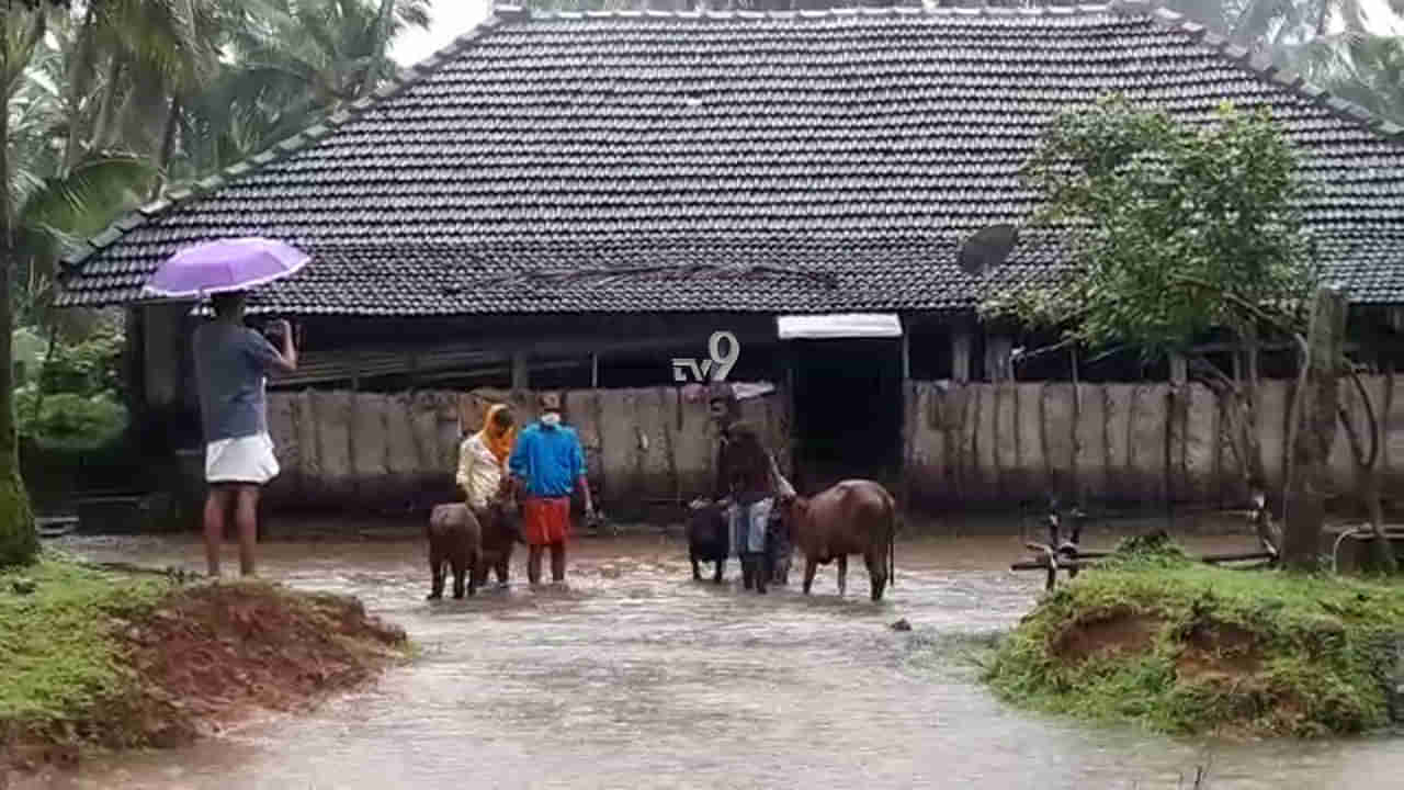 ಉಕ್ಕಿ ಹರಿಯುತ್ತಿರುವ ಪಾಪನಾಶಿನಿ ನದಿ, ಮಠದಲ್ಲಿದ್ದ 21 ಹಸುಗಳ ಸ್ಥಳಾಂತರ