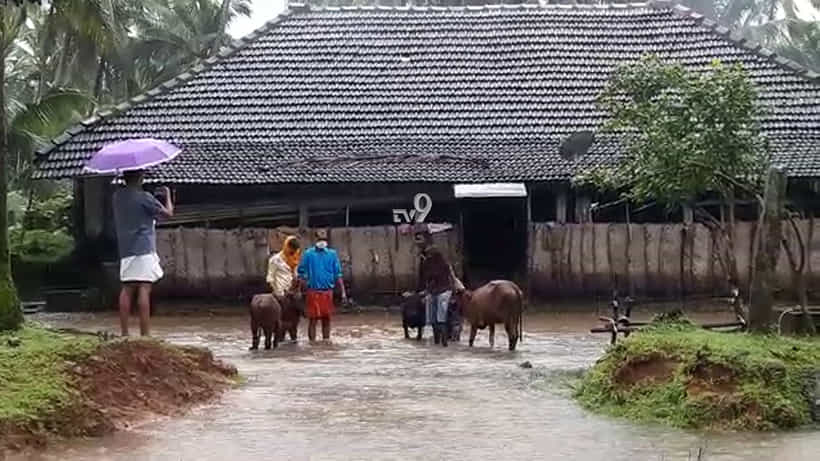 ಉಕ್ಕಿ ಹರಿಯುತ್ತಿರುವ ಪಾಪನಾಶಿನಿ ನದಿ, ಮಠದಲ್ಲಿದ್ದ 21 ಹಸುಗಳ ಸ್ಥಳಾಂತರ