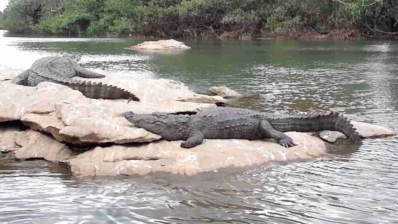 ಬಹಿರ್ದೆಸೆಗೆ ನದಿ ತೀರಕ್ಕೆ ಹೋದವ ಮೊಸಳೆಗೆ ತುತ್ತಾದ, ಎಲ್ಲಿ?