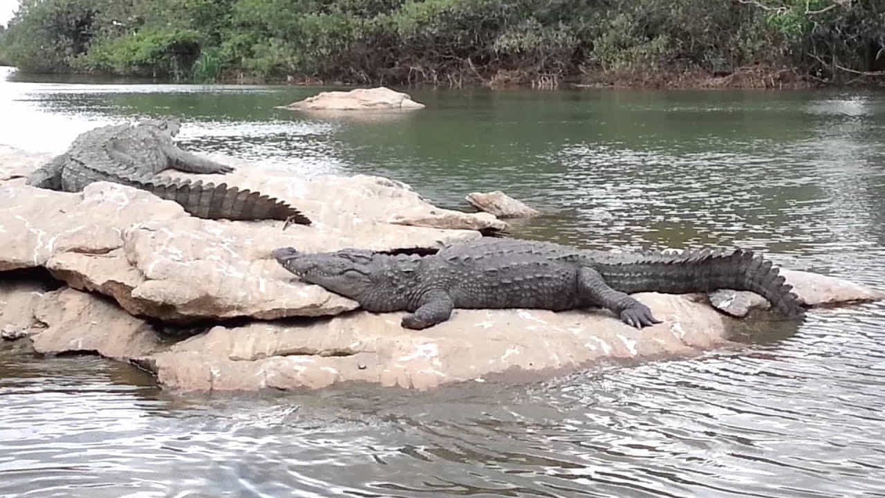 ಬಹಿರ್ದೆಸೆಗೆ ನದಿ ತೀರಕ್ಕೆ ಹೋದವ ಮೊಸಳೆಗೆ ತುತ್ತಾದ, ಎಲ್ಲಿ? ಬಹಿರ್ದೆಸೆಗೆ ನದಿ ತೀರಕ್ಕೆ ಹೋದವ ಮೊಸಳೆಗೆ ತುತ್ತಾದ, ಎಲ್ಲಿ?