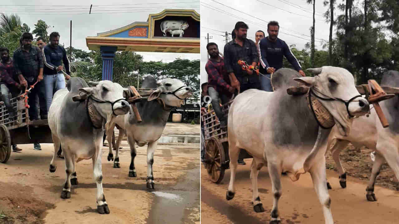 ಚಕ್ಕಡಿ‌ ಓಡಿಸಿ‌ ಖುಷಿಪಟ್ಟ ಚಾಲೆಜಿಂಗ್ ಸ್ಟಾರ್ ದರ್ಶನ್..