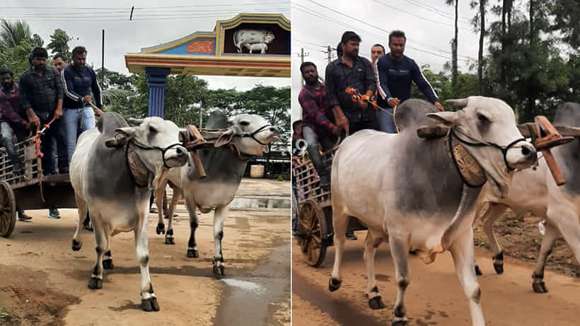 ಚಕ್ಕಡಿ ಓಡಿಸಿ ಖುಷಿಪಟ್ಟ ಚಾಲೆಜಿಂಗ್ ಸ್ಟಾರ್ ದರ್ಶನ್..