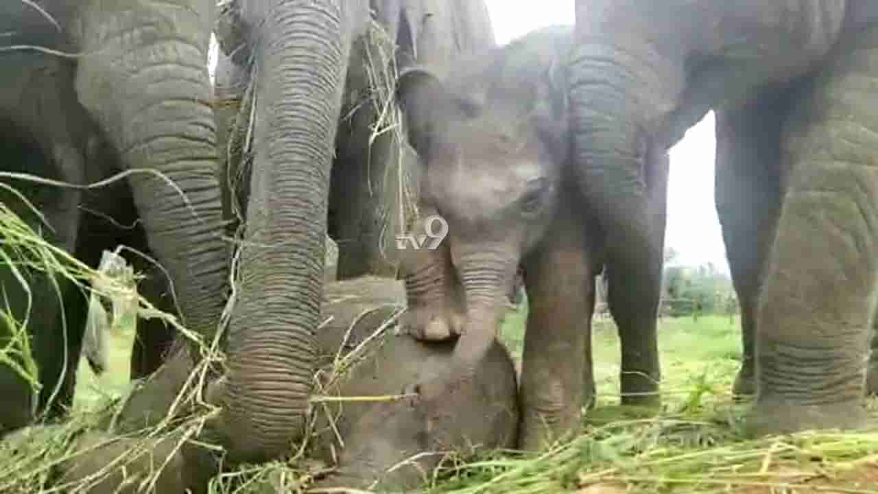 ಬನ್ನೇರುಘಟ್ಟದಲ್ಲಿ ಜನಿಸಿದ ಆನೆ ಮರಿಗೆ ಸುಧಾಮೂರ್ತಿ ಎಂದು ನಾಮಕರಣ!