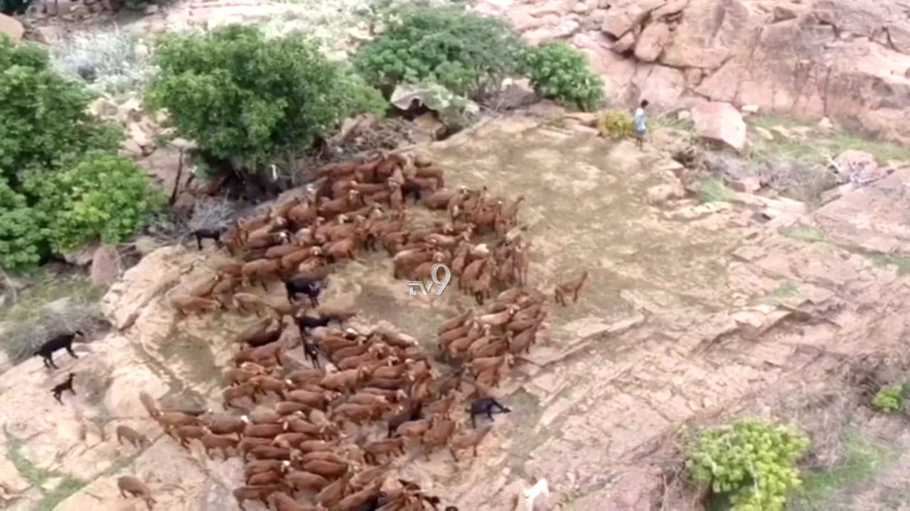ನಡುಗಡ್ಡೆಯಲ್ಲಿ ಸಿಲುಕಿದ್ದ ಕುರಿಗಾಹಿಯನ್ನ ರಕ್ಷಿಸಿದ NDRF ಸಿಬ್ಬಂದಿ, ಎಲ್ಲಿ? ನಡುಗಡ್ಡೆಯಲ್ಲಿ ಸಿಲುಕಿದ್ದ ಕುರಿಗಾಹಿಯನ್ನ ರಕ್ಷಿಸಿದ NDRF ಸಿಬ್ಬಂದಿ, ಎಲ್ಲಿ?