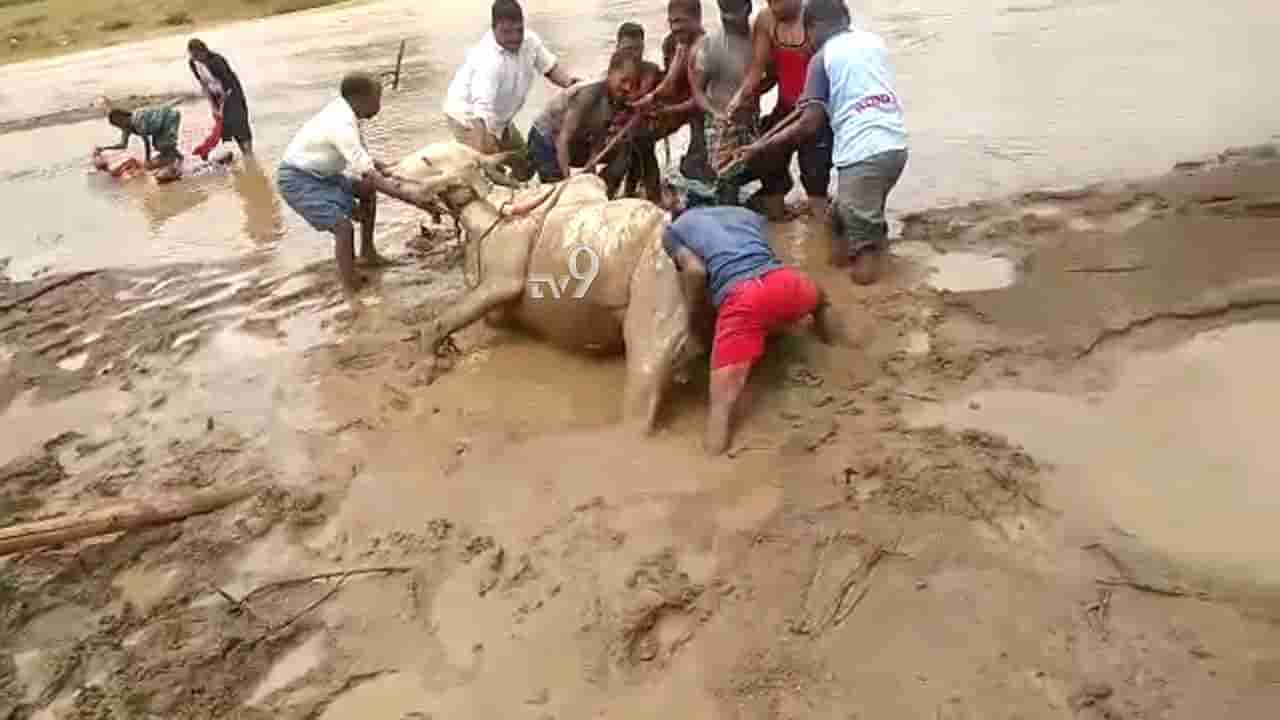 ಮಲಪ್ರಭಾ ನದಿ ಕೆಸರಿನಲ್ಲಿ ಸಿಲುಕಿ 2 ಎತ್ತುಗಳ ನರಳಾಟ