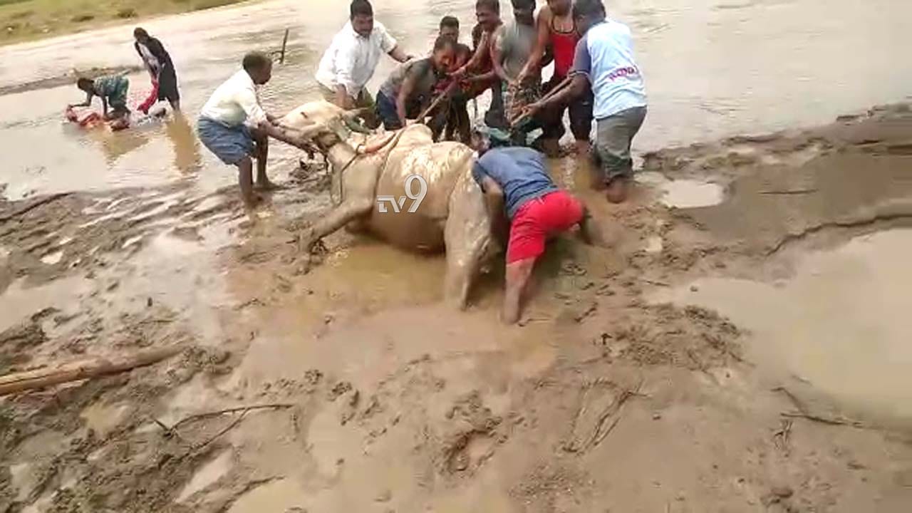 ಮಲಪ್ರಭಾ ನದಿ ಕೆಸರಿನಲ್ಲಿ ಸಿಲುಕಿ 2 ಎತ್ತುಗಳ ನರಳಾಟ