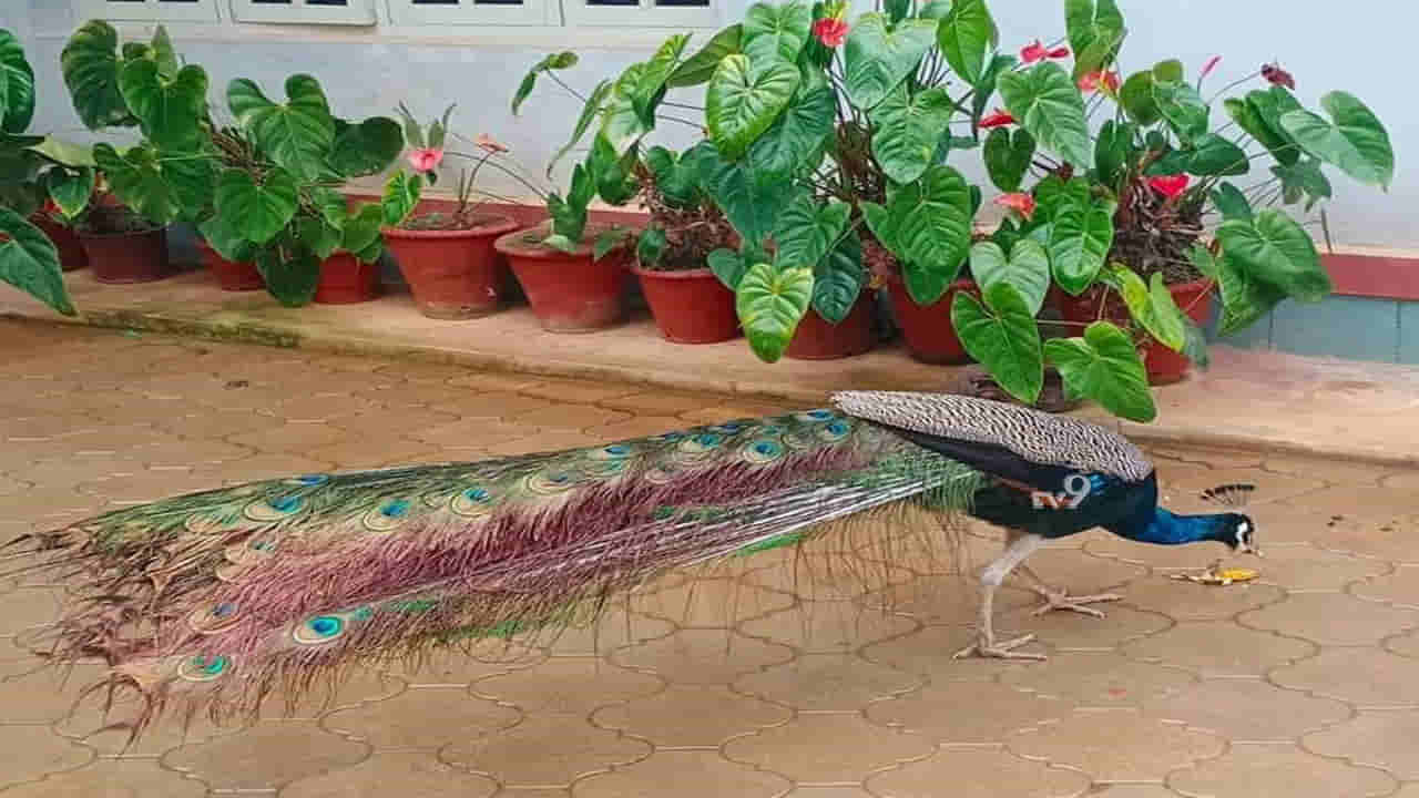ಕುಟುಂಬ ಸದಸ್ಯನಂತಿದ್ದ ನವಿಲು ವಿದ್ಯುತ್ ಸ್ಪರ್ಶಕ್ಕೆ ಬಲಿ.. ಗ್ರಾಮಸ್ಥರು ಕಣ್ಣೀರು
