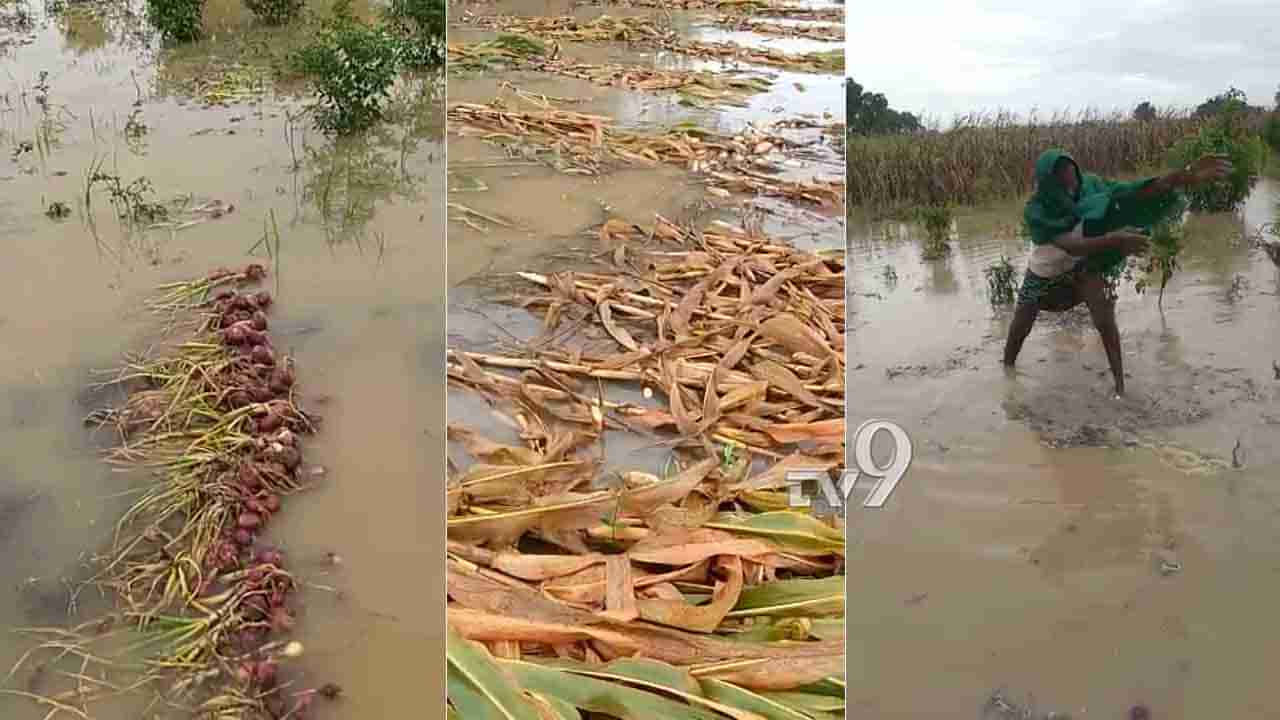 ಬಾಗಲಕೋಟೆ: ಕಟಾವು ಮಾಡಿದ್ದ ಬೆಳೆ ನೀರುಪಾಲು, ಹೊಳೆಯಂತೆ ಹರಿಯಿತು ಅನ್ನದಾತನ ಕಣ್ಣೀರು
