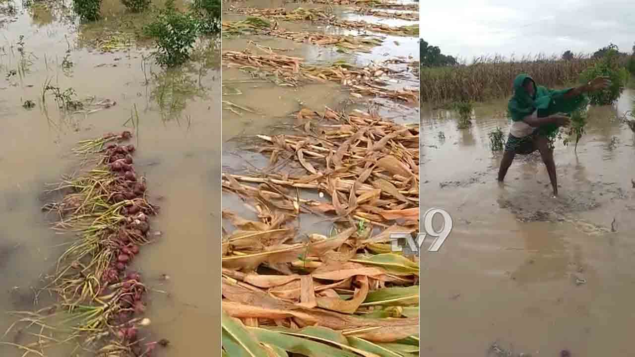 ಬಾಗಲಕೋಟೆ: ಕಟಾವು ಮಾಡಿದ್ದ ಬೆಳೆ ನೀರುಪಾಲು, ಹೊಳೆಯಂತೆ ಹರಿಯಿತು ಅನ್ನದಾತನ ಕಣ್ಣೀರು ಬಾಗಲಕೋಟೆ: ಕಟಾವು ಮಾಡಿದ್ದ ಬೆಳೆ ನೀರುಪಾಲು, ಹೊಳೆಯಂತೆ ಹರಿಯಿತು ಅನ್ನದಾತನ ಕಣ್ಣೀರು