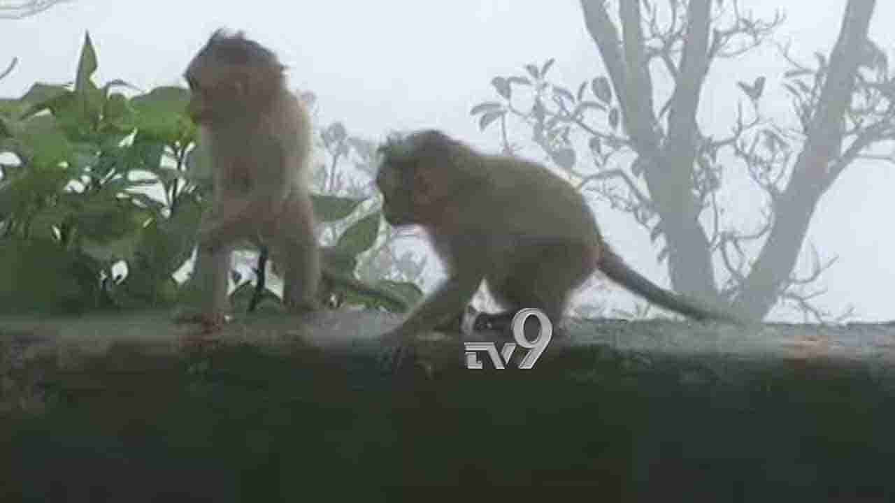 ಮಳೆ ಕಾಟದ ಮಧ್ಯೆ.. ಹಸಿವಿನ ಬಾಧೆ -ಚಾರ್ಮಾಡಿ ಘಾಟ್ನಲ್ಲಿ ಕೋತಿಗಳ ಮೂಕವೇದನೆ