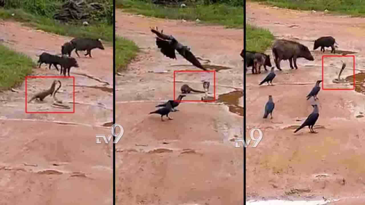 ನಾಗರಹಾವಿನ ರಕ್ಷಣೆಗೆ ಧಾವಿಸಿದ ಹಂದಿಗಳು, ಕಾಗೆ ಬಳಗ.. ವಿಡಿಯೋ ಆಯ್ತು Viral!