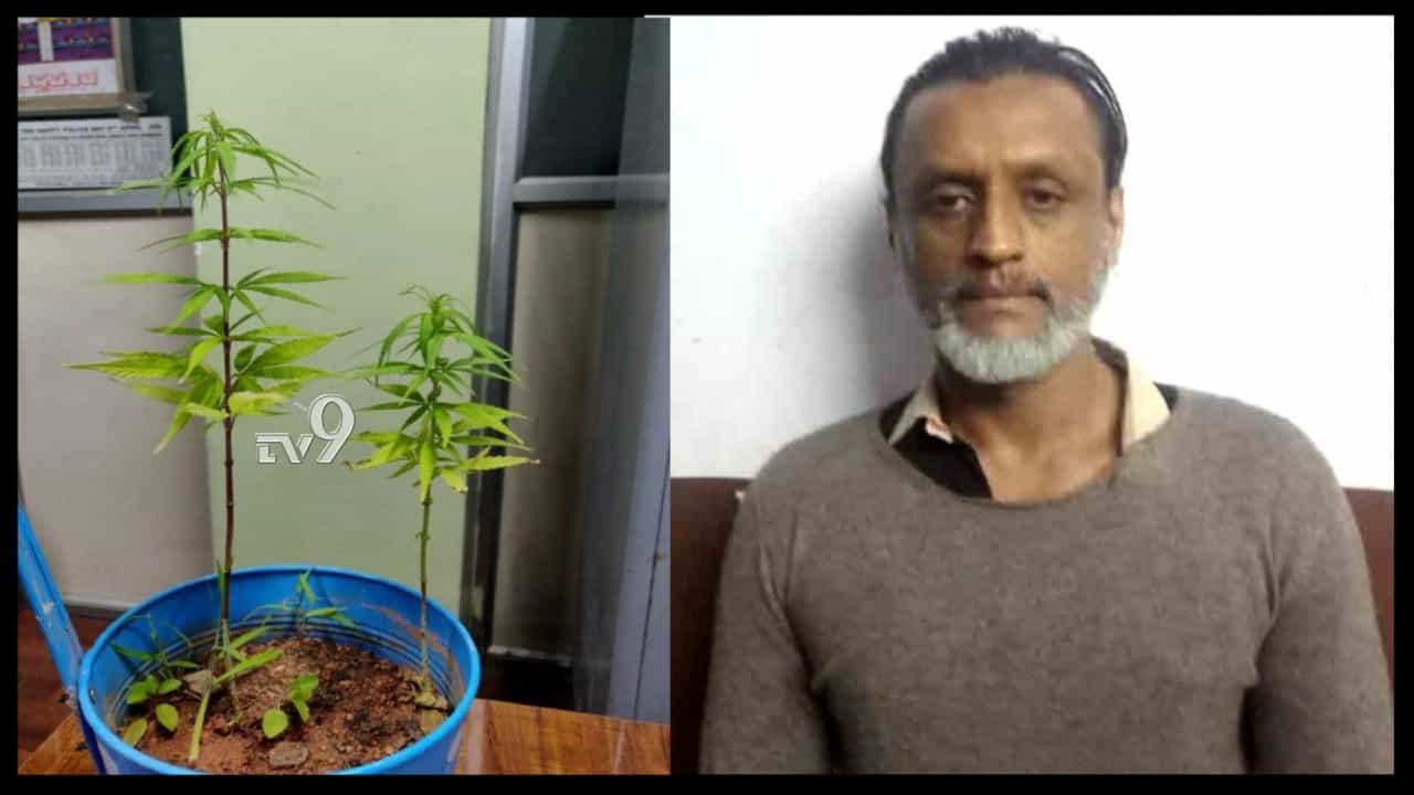 ಮೊನ್ನೆ CCB ಬಲೆಗೆ ಬಿದ್ದ ಧೂರ್ತ ಶ್ರೀ.. ಮನೆಯಲ್ಲೇ ಗಾಂಜಾ ಗಿಡಗಳನ್ನ ಬೆಳೆದಿದ್ದ! ಮೊನ್ನೆ CCB ಬಲೆಗೆ ಬಿದ್ದ ಧೂರ್ತ ಶ್ರೀ.. ಮನೆಯಲ್ಲೇ ಗಾಂಜಾ ಗಿಡಗಳನ್ನ ಬೆಳೆದಿದ್ದ!