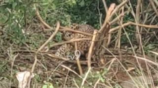 ವಿಷಪೂರಿತ ಕೈಗಾರಿಕಾ ನೀರು ಕುಡಿದು 22 ಕುರಿ ಸಾವು, ಯಾವೂರಲ್ಲಿ?