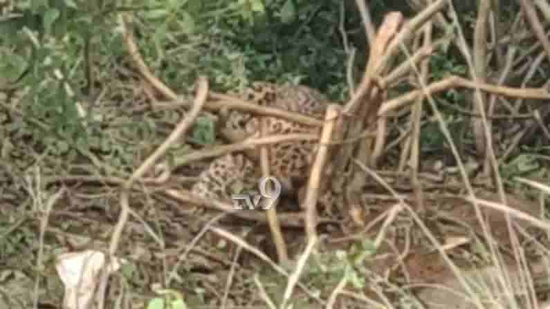 ಕಾಡುಹಂದಿಯ ಹಿಡಿಯಲು ಉರುಳು ಇಟ್ಟರು.. ಆದ್ರೆ ಸಿಕ್ಕಿಬಿದ್ದಿದ್ದು ಮಾತ್ರ..