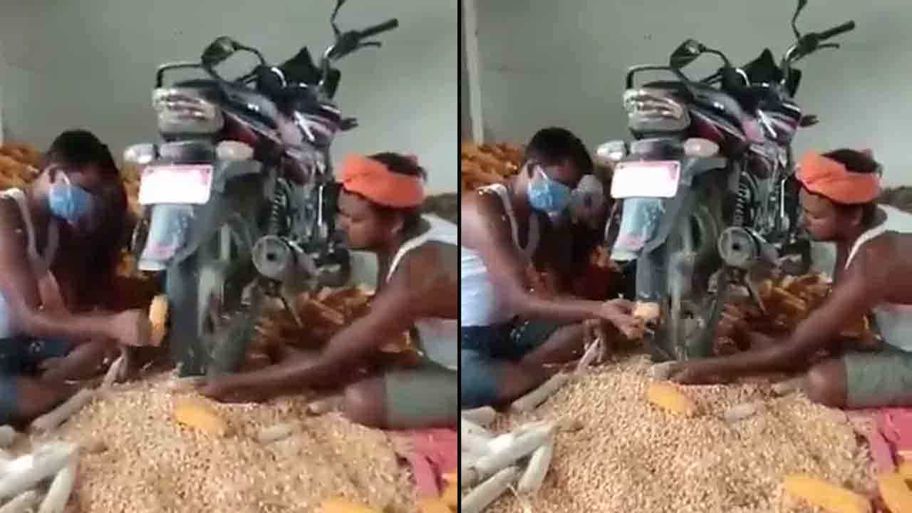 Video: ಮೆಕ್ಕೆಜೋಳದ ಕಾಳು ಬಿಡಿಸಲು ಈ ರೈತರು ಮಾಡಿದ ಐಡಿಯಾ ನೋಡಿ Video: ಮೆಕ್ಕೆಜೋಳದ ಕಾಳು ಬಿಡಿಸಲು ಈ ರೈತರು ಮಾಡಿದ ಐಡಿಯಾ ನೋಡಿ