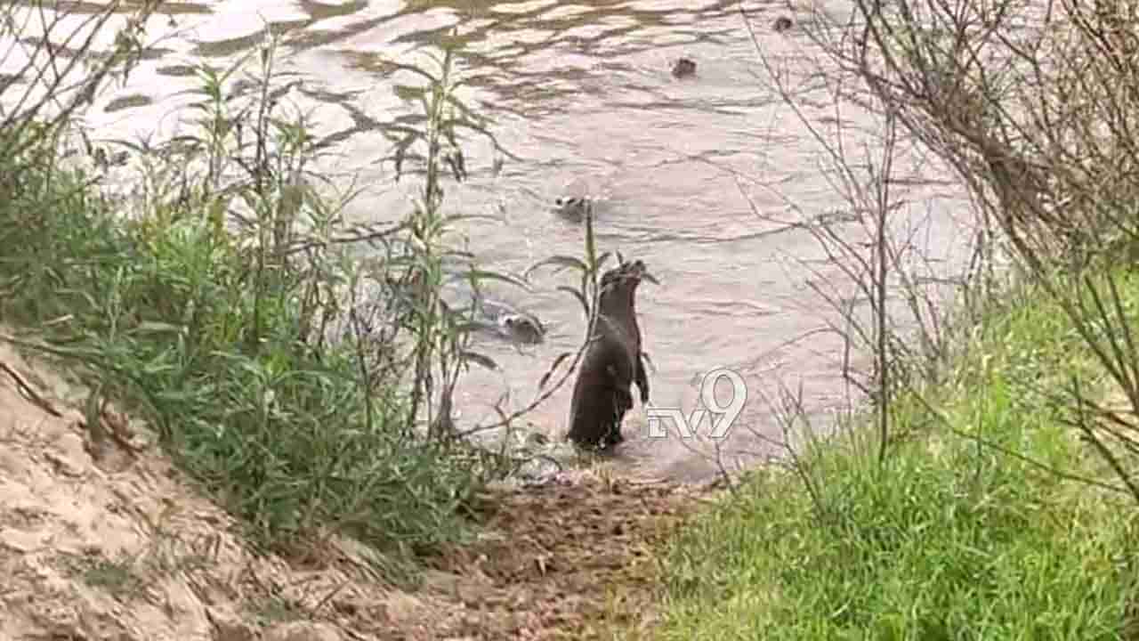 ಹೊಳೆಯಲ್ಲಿ ನೀರು ನಾಯಿಗಳ ಹಿಂಡು: ಅಪರೂಪದ ದೃಶ್ಯ ಮೊಬೈಲ್ನಲ್ಲಿ ಸೆರೆ, ಎಲ್ಲಿ?