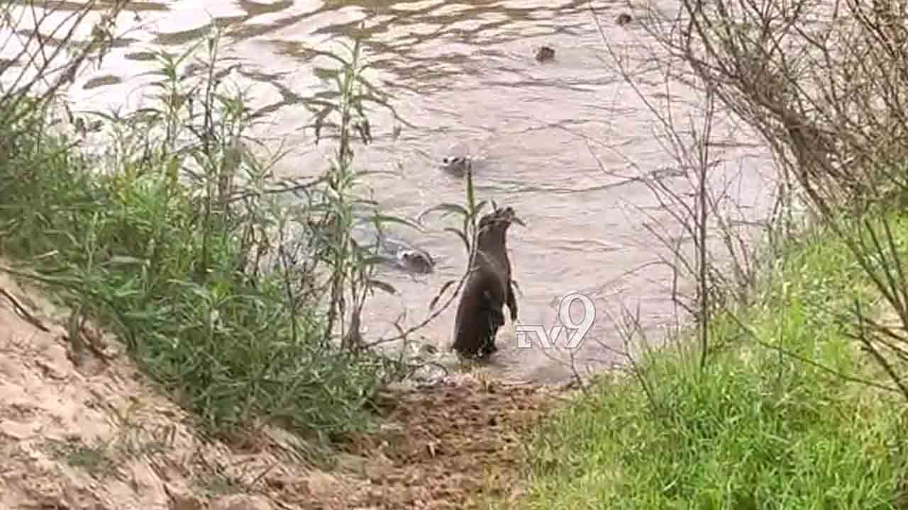 ಹೊಳೆಯಲ್ಲಿ ನೀರು ನಾಯಿಗಳ ಹಿಂಡು: ಅಪರೂಪದ ದೃಶ್ಯ ಮೊಬೈಲ್ನಲ್ಲಿ ಸೆರೆ, ಎಲ್ಲಿ? ಹೊಳೆಯಲ್ಲಿ ನೀರು ನಾಯಿಗಳ ಹಿಂಡು: ಅಪರೂಪದ ದೃಶ್ಯ ಮೊಬೈಲ್ನಲ್ಲಿ ಸೆರೆ, ಎಲ್ಲಿ?