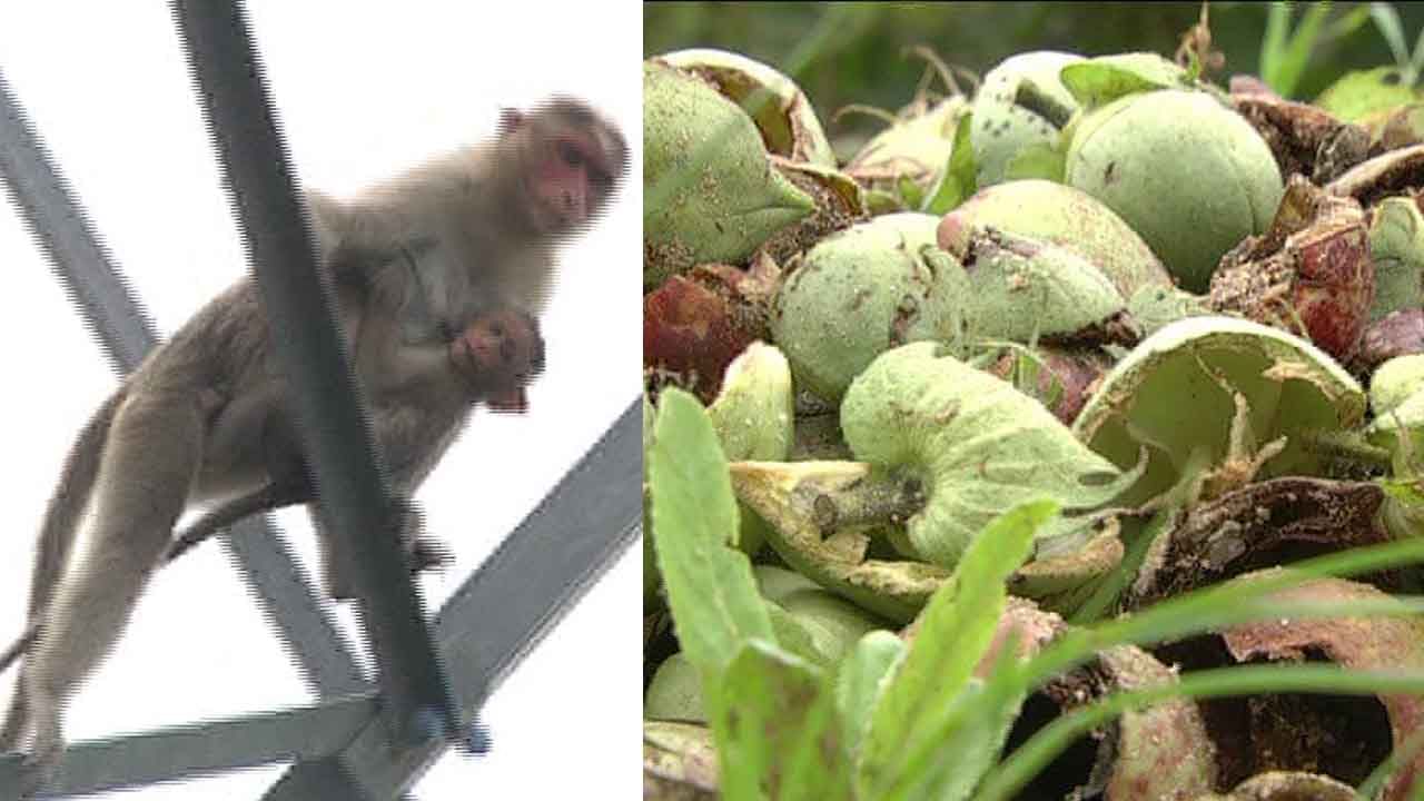 ವಾನರ ಸೇನೆಯ ಹಾವಳಿಗೆ ತತ್ತರಿಸಿದ ಅನ್ನದಾತ