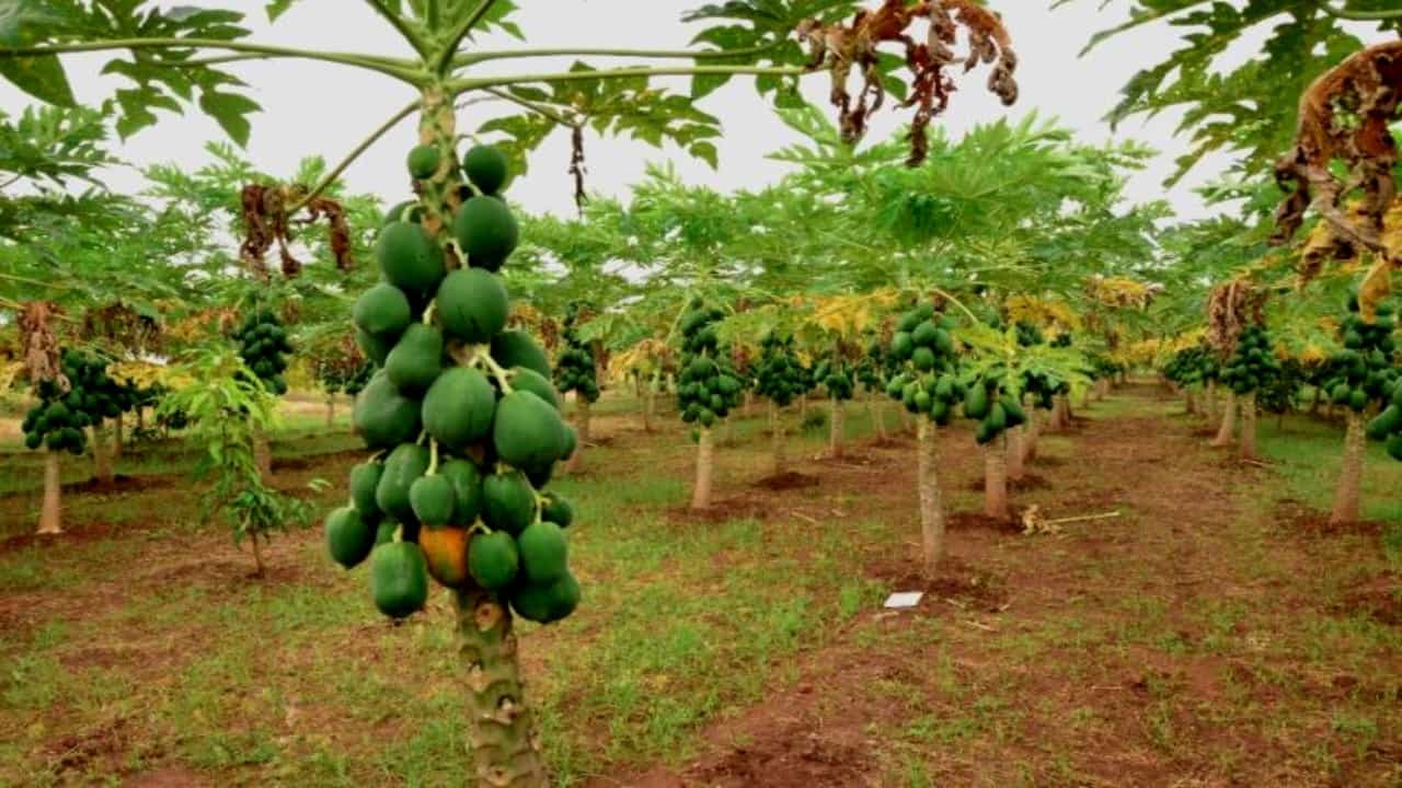 ಪಪ್ಪಾಯಿ ಬೆಳೆ ಸಹಾಯಧನ ಮಂಜೂರು ಮಾಡಲು ಲಂಚ ಕೇಳಿದ ಅಧಿಕಾರಿ ACB ಬಲೆಗೆ ಪಪ್ಪಾಯಿ ಬೆಳೆ ಸಹಾಯಧನ ಮಂಜೂರು ಮಾಡಲು ಲಂಚ ಕೇಳಿದ ಅಧಿಕಾರಿ ACB ಬಲೆಗೆ