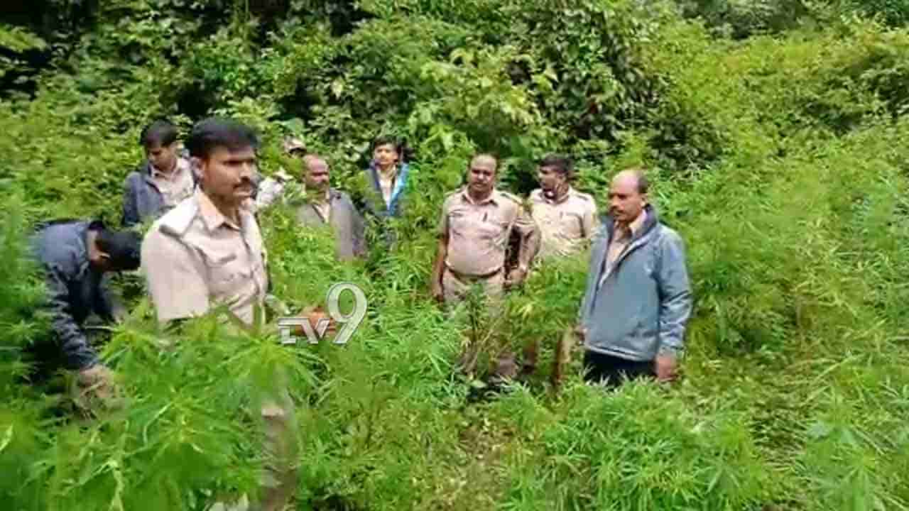 ಶುಂಠಿ, ಮೆಕ್ಕೆಜೋಳ ಮಧ್ಯೆ ಇವರು ಏನು ಬೆಳೆದಿದ್ದರು ಗೊತ್ತಾ?!