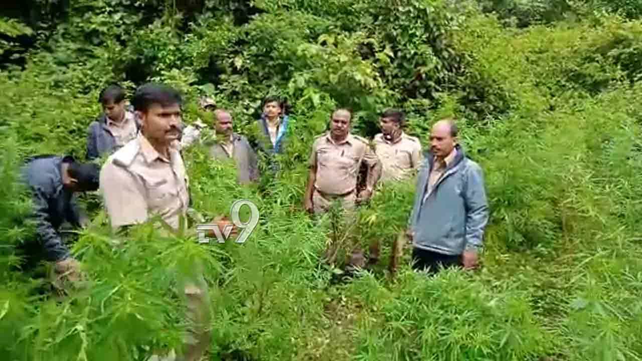 ಶುಂಠಿ, ಮೆಕ್ಕೆಜೋಳ ಮಧ್ಯೆ ಇವರು ಏನು​ ಬೆಳೆದಿದ್ದರು ಗೊತ್ತಾ?!