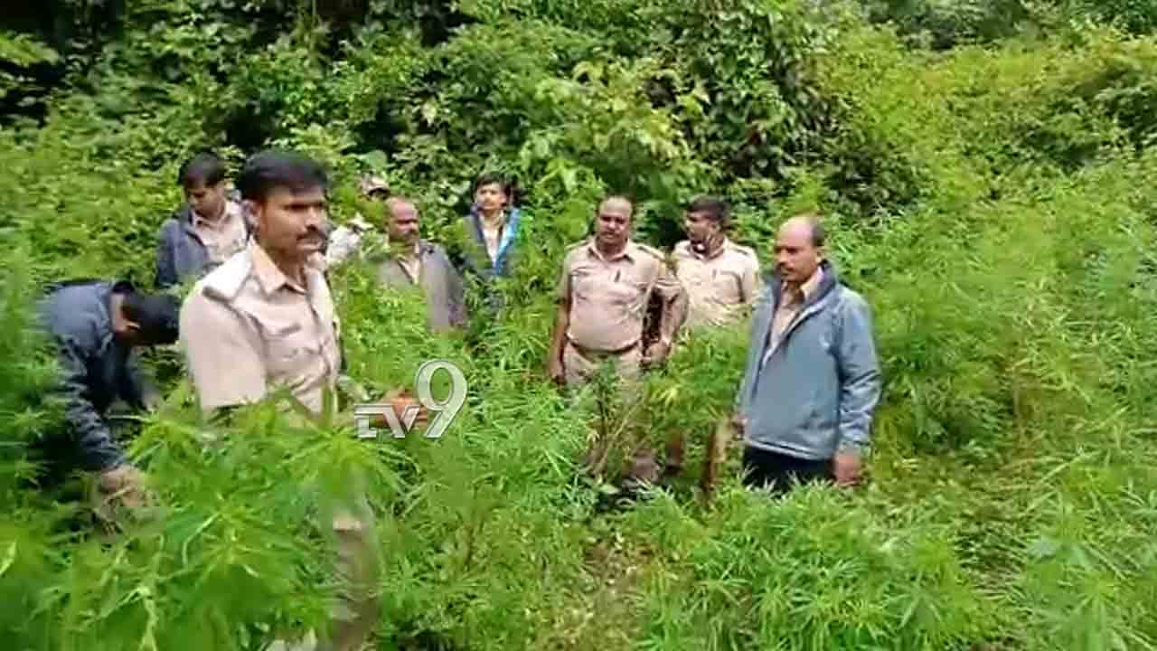 ಶುಂಠಿ, ಮೆಕ್ಕೆಜೋಳ ಮಧ್ಯೆ ಇವರು ಏನು ಬೆಳೆದಿದ್ದರು ಗೊತ್ತಾ?! ಶುಂಠಿ, ಮೆಕ್ಕೆಜೋಳ ಮಧ್ಯೆ ಇವರು ಏನು ಬೆಳೆದಿದ್ದರು ಗೊತ್ತಾ?!
