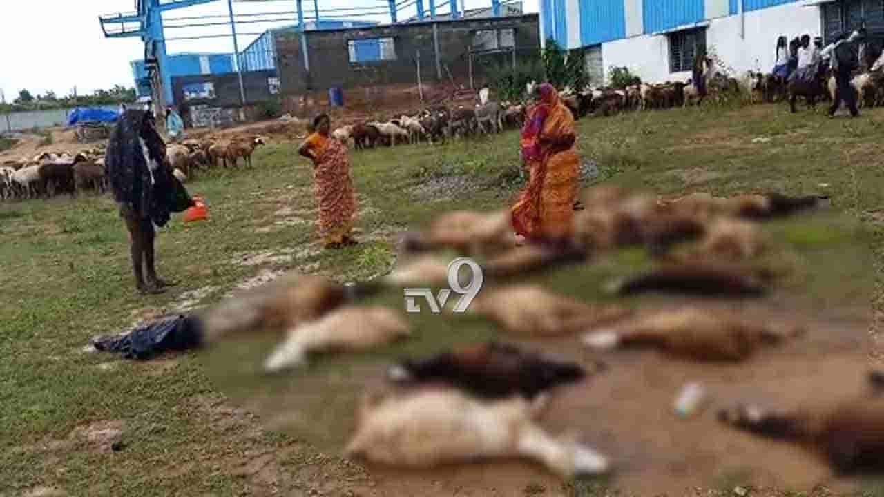 ವಿಷಪೂರಿತ ಕೈಗಾರಿಕಾ ನೀರು ಕುಡಿದು 22 ಕುರಿ ಸಾವು, ಯಾವೂರಲ್ಲಿ?