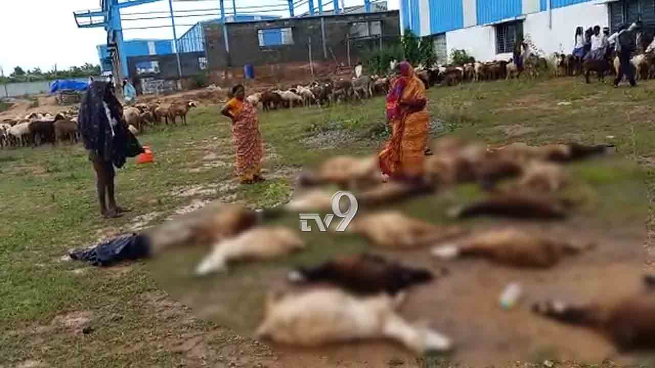 ವಿಷಪೂರಿತ ಕೈಗಾರಿಕಾ ನೀರು ಕುಡಿದು 22 ಕುರಿ ಸಾವು, ಯಾವೂರಲ್ಲಿ? ವಿಷಪೂರಿತ ಕೈಗಾರಿಕಾ ನೀರು ಕುಡಿದು 22 ಕುರಿ ಸಾವು, ಯಾವೂರಲ್ಲಿ?