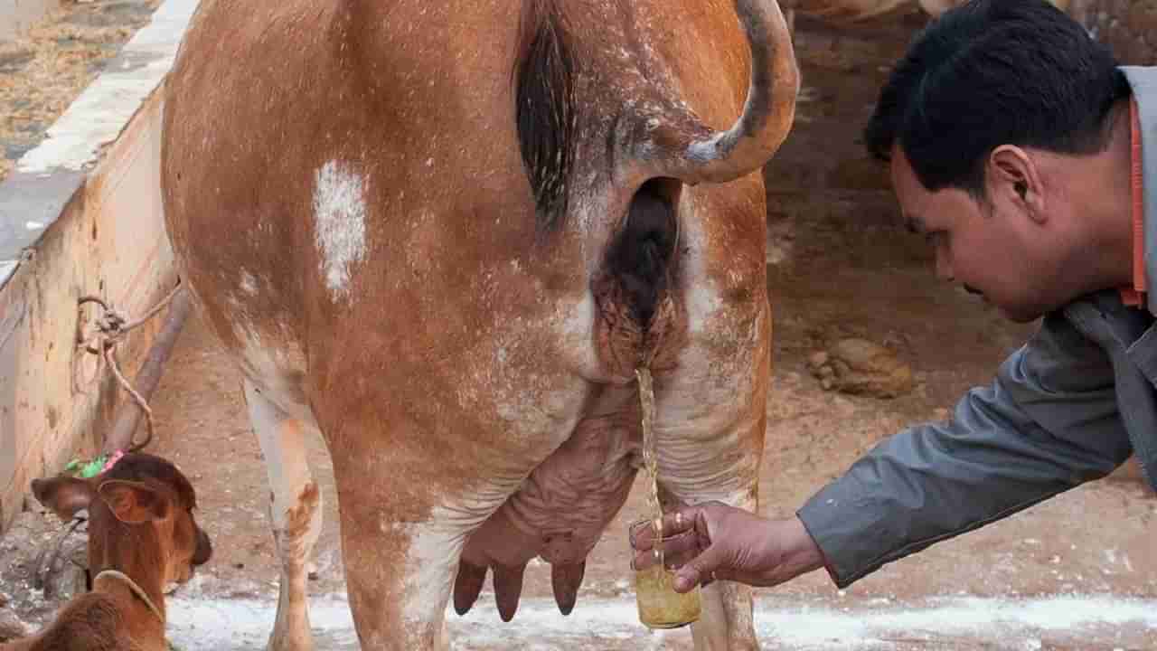 ‘ನಾನು ಪ್ರತಿ ದಿನ.. ಮುಕ್ಕೋಟಿ ದೇವರು ನೆಲೆಸಿರುವ ಕಾಮಧೇನುವಿನ ಗೋಮೂತ್ರ ಕುಡಿತೀನಿ’