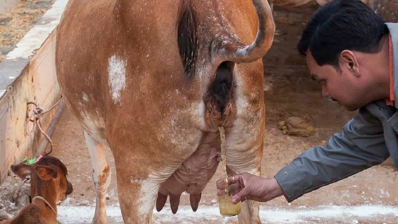 ‘ನಾನು ಪ್ರತಿ ದಿನ.. ಮುಕ್ಕೋಟಿ ದೇವರು ನೆಲೆಸಿರುವ ಕಾಮಧೇನುವಿನ ಗೋಮೂತ್ರ ಕುಡಿತೀನಿ’ ‘ನಾನು ಪ್ರತಿ ದಿನ.. ಮುಕ್ಕೋಟಿ ದೇವರು ನೆಲೆಸಿರುವ ಕಾಮಧೇನುವಿನ ಗೋಮೂತ್ರ ಕುಡಿತೀನಿ’