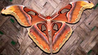 ಮಂಡ್ಯ: ಸೋಂಕಿತ ಮಗನಿಗಾಗಿ ಮನನೊಂದು ಕೆರೆಗೆ ಹಾರಿದ ತಾಯಿ