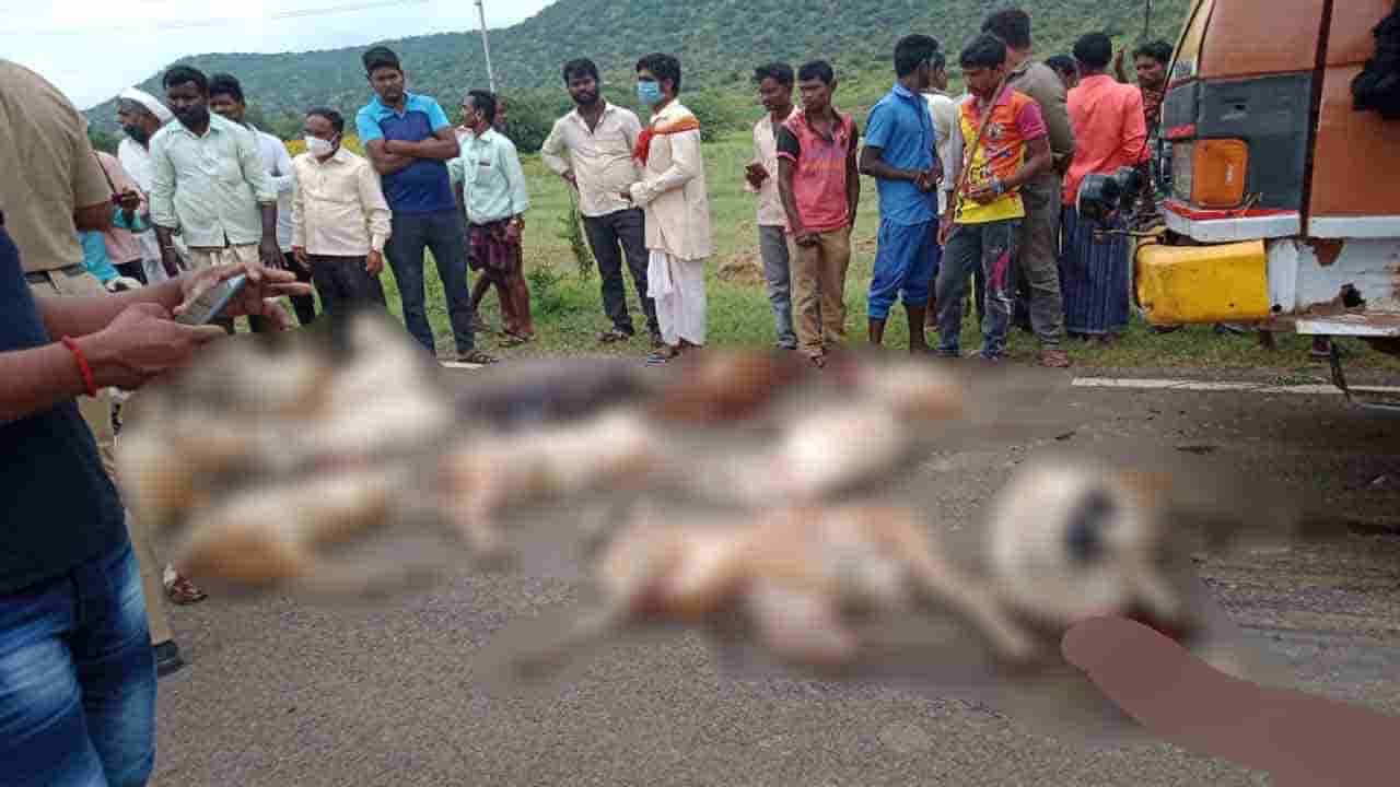 ಬಾಗಲಕೋಟೆ: ರಸ್ತೆ ಬದಿ ಸಾಗುತ್ತಿದ್ದ ಕುರಿಗಳಿಗೆ ಕ್ಯಾಂಟರ್ ಡಿಕ್ಕಿ, 10 ಕುರಿ ಸಾವು