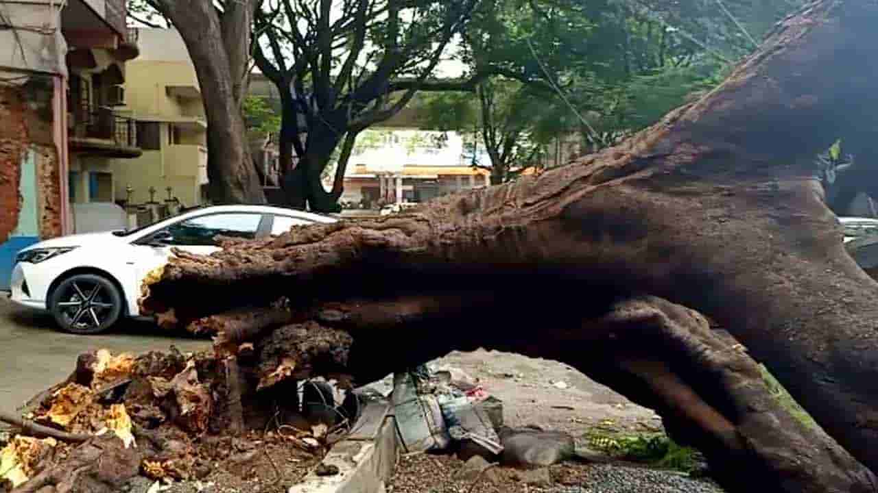 ಖಾಜಿ ರಸ್ತೆಯಲ್ಲಿ ಬೇರು ಸಮೇತ ಧರೆಗೆ ಉರುಳಿದ ಹೆಮ್ಮರ..